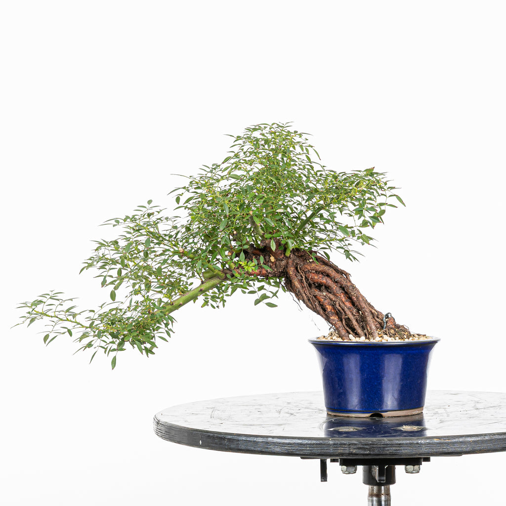 Bonsai "Rosal Neagari" - Rosal Japonés -(Rosa Azumino)