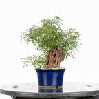 Bonsai "Rosal Neagari" - Rosal Japonés -(Rosa Azumino)
