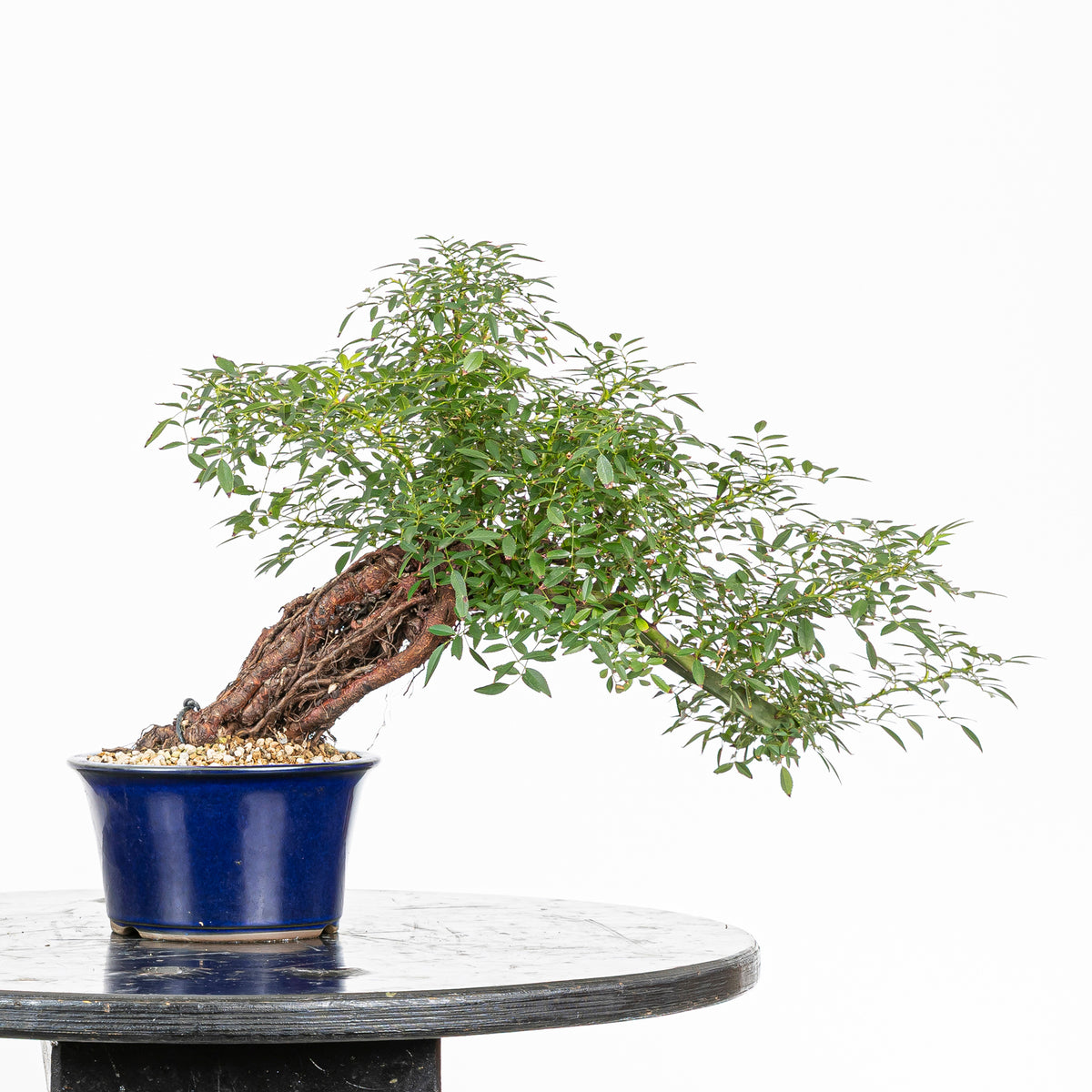 Bonsai "Rosal Neagari" - Rosal Japonés -(Rosa Azumino)