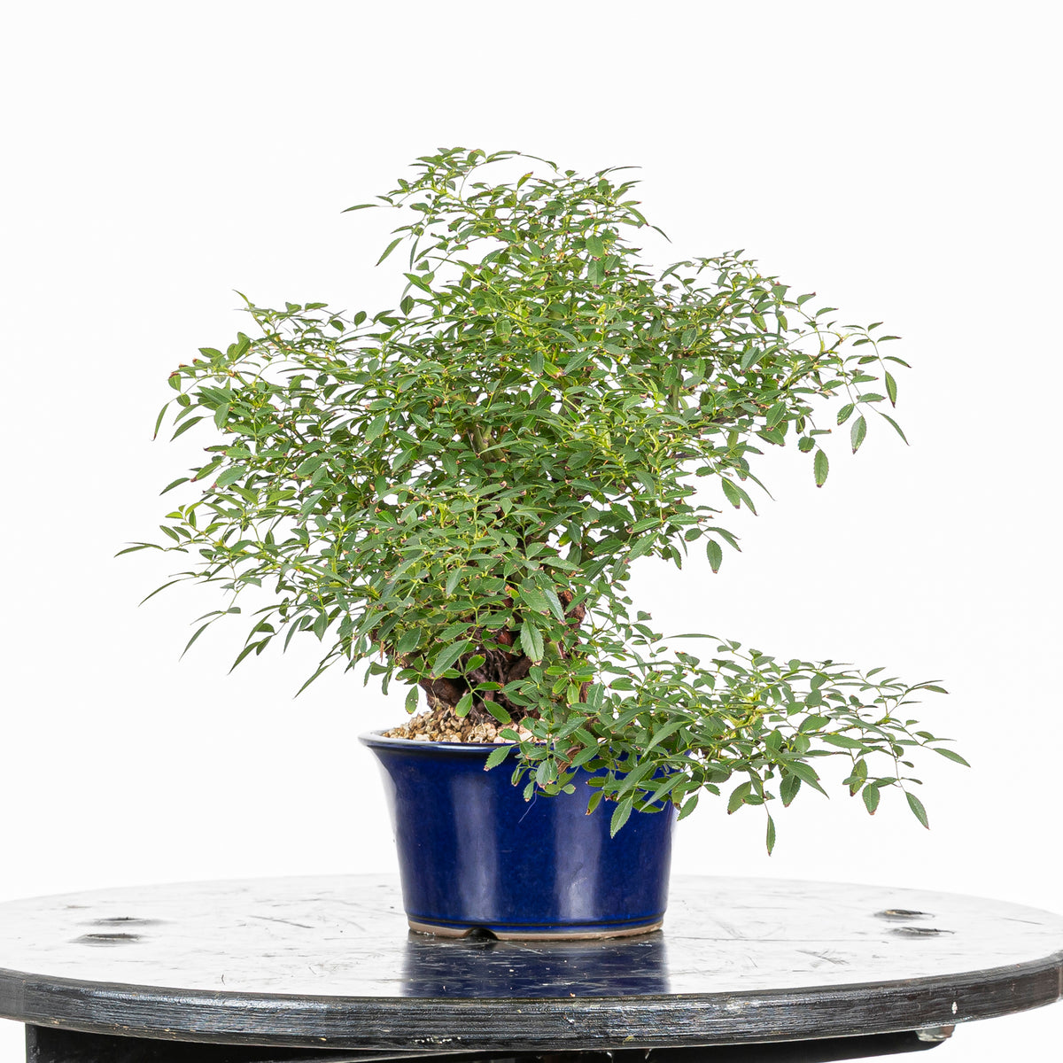Bonsai "Rosal Neagari" - Rosal Japonés -(Rosa Azumino)