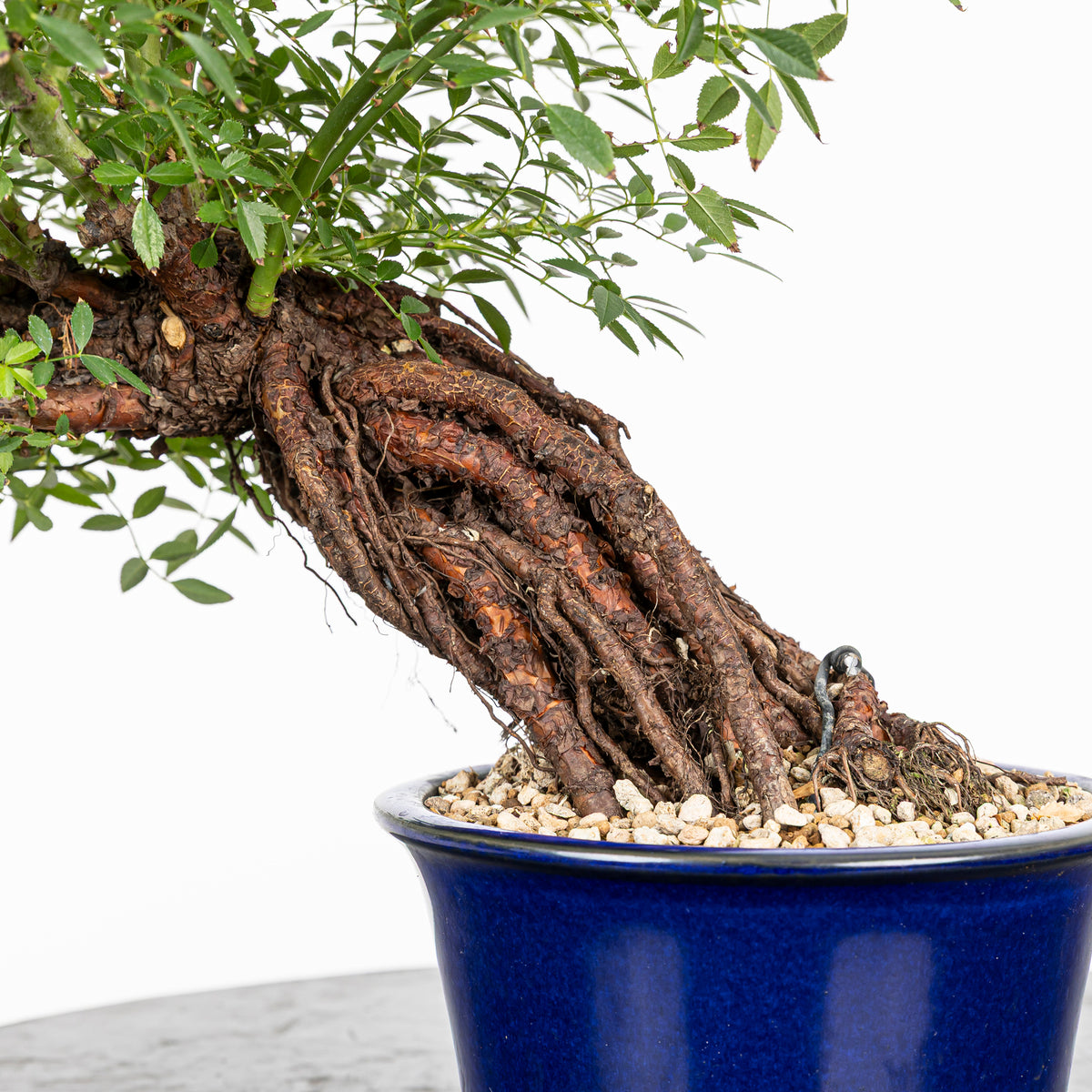 Bonsai "Rosal Neagari" - Rosal Japonés -(Rosa Azumino)