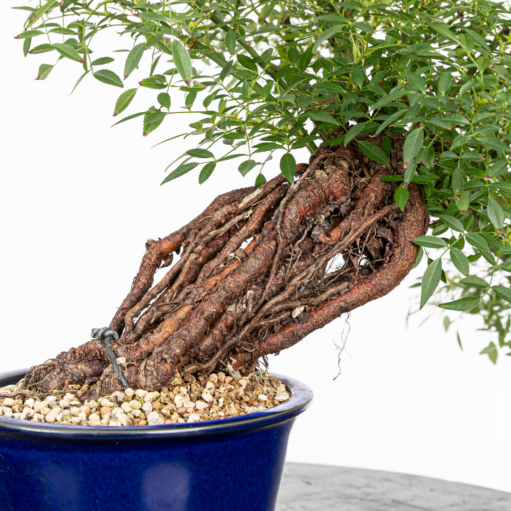 Bonsai "Rosal Neagari" - Rosal Japonés -(Rosa Azumino)