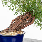 Bonsai "Rosal Neagari" - Rosal Japonés -(Rosa Azumino)