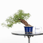 Bonsai "Rosal Neagari" - Rosal Japonés -(Rosa Azumino)