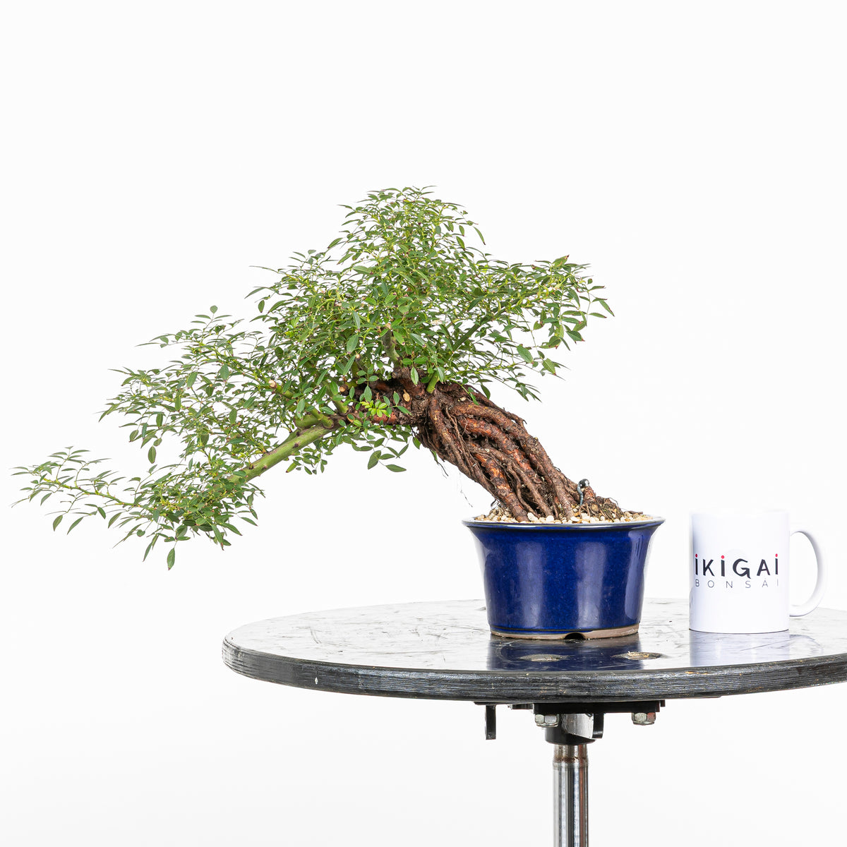 Bonsai "Rosal Neagari" - Rosal Japonés -(Rosa Azumino)