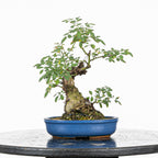 Bonsai "Rosal Sin Espinas" - Rosal Blanco -(Rosa var. Kew Gardens)
