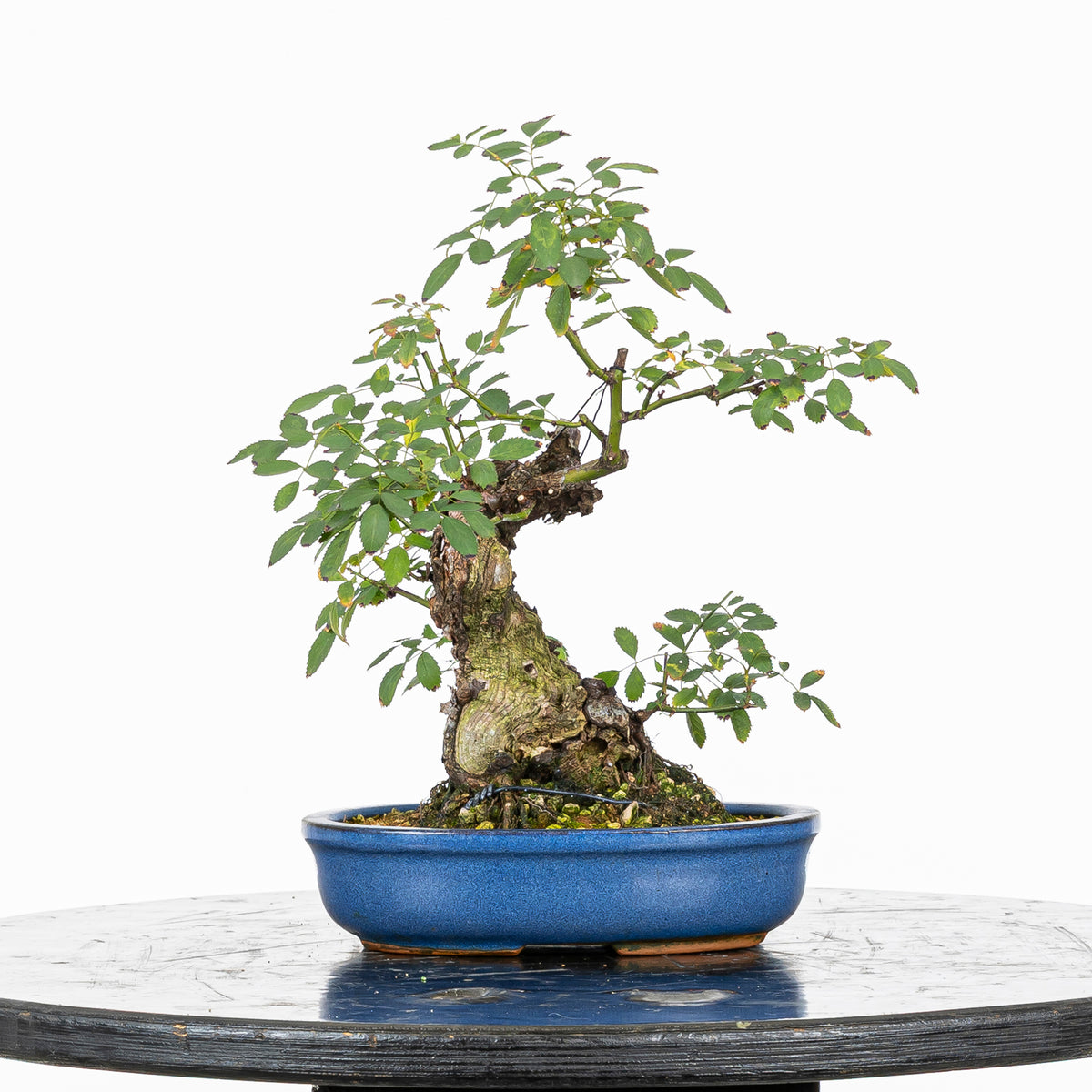 Bonsai "Rosal Sin Espinas" - Rosal Blanco -(Rosa var. Kew Gardens)