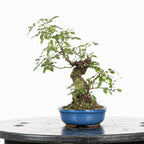 Bonsai "Rosal Sin Espinas" - Rosal Blanco -(Rosa var. Kew Gardens)