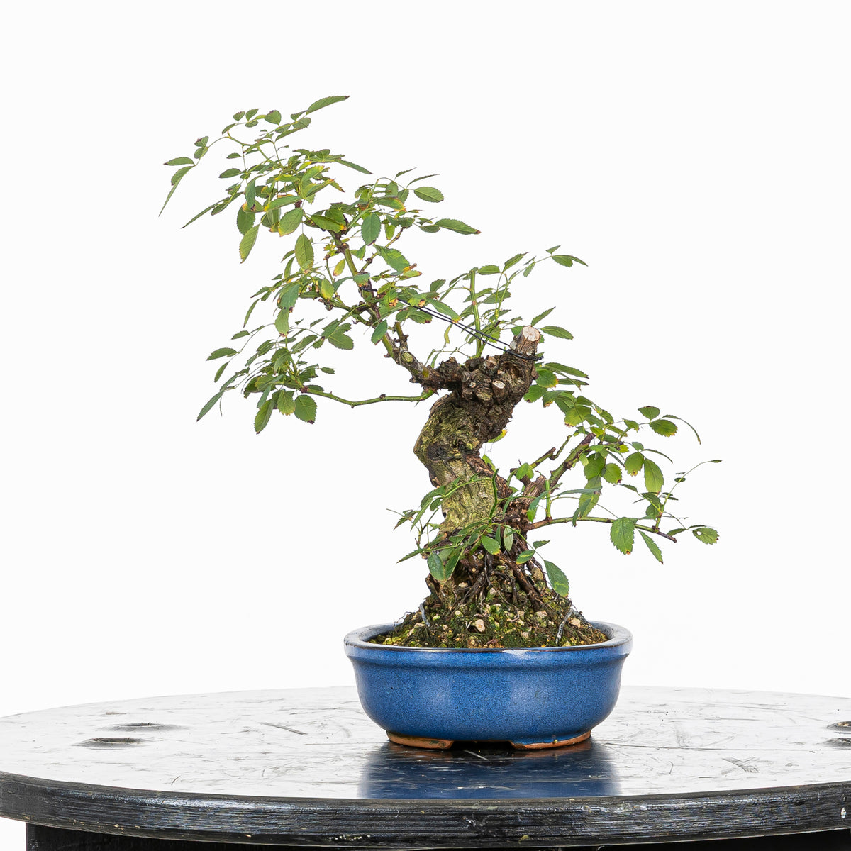 Bonsai "Rosal Sin Espinas" - Rosal Blanco -(Rosa var. Kew Gardens)