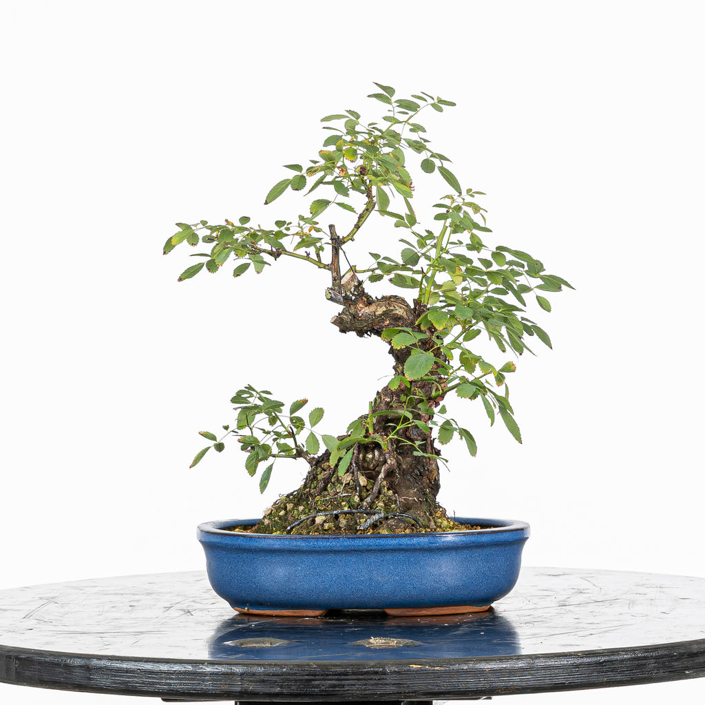 Bonsai "Rosal Sin Espinas" - Rosal Blanco -(Rosa var. Kew Gardens)