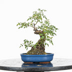 Bonsai "Rosal Sin Espinas" - Rosal Blanco -(Rosa var. Kew Gardens)