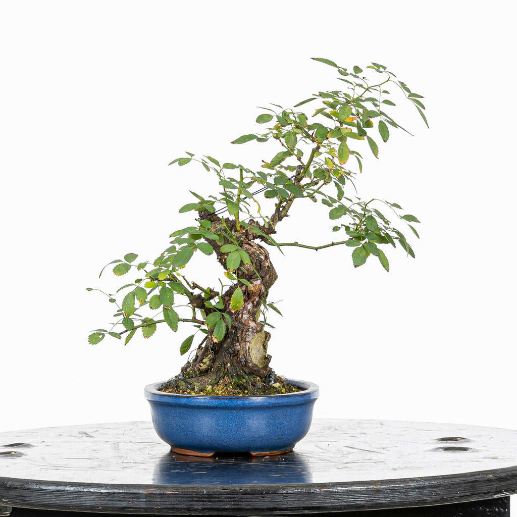 Bonsai "Rosal Sin Espinas" - Rosal Blanco -(Rosa var. Kew Gardens)