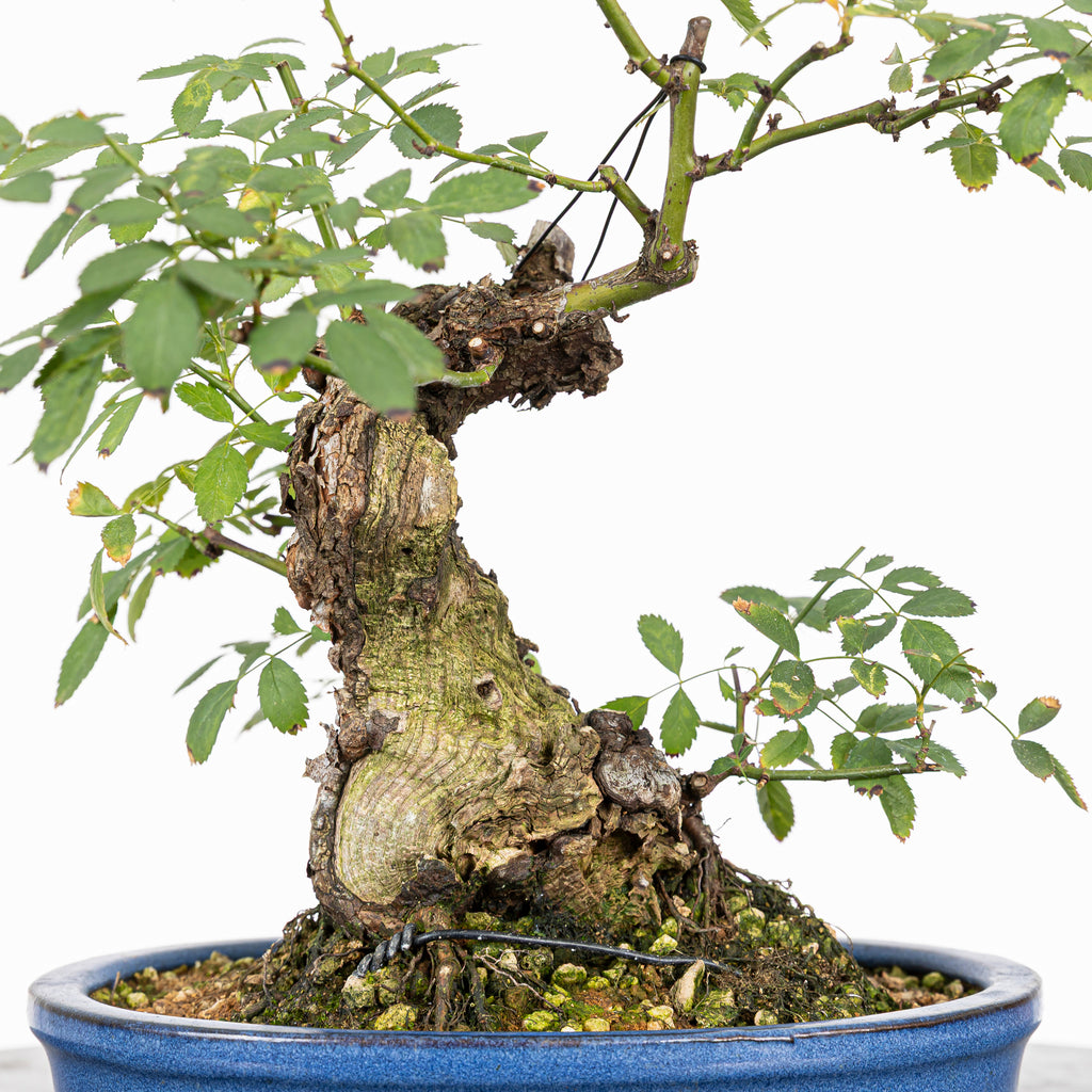 Bonsai "Rosal Sin Espinas" - Rosal Blanco -(Rosa var. Kew Gardens)