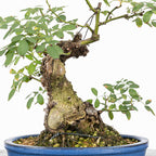 Bonsai "Rosal Sin Espinas" - Rosal Blanco -(Rosa var. Kew Gardens)