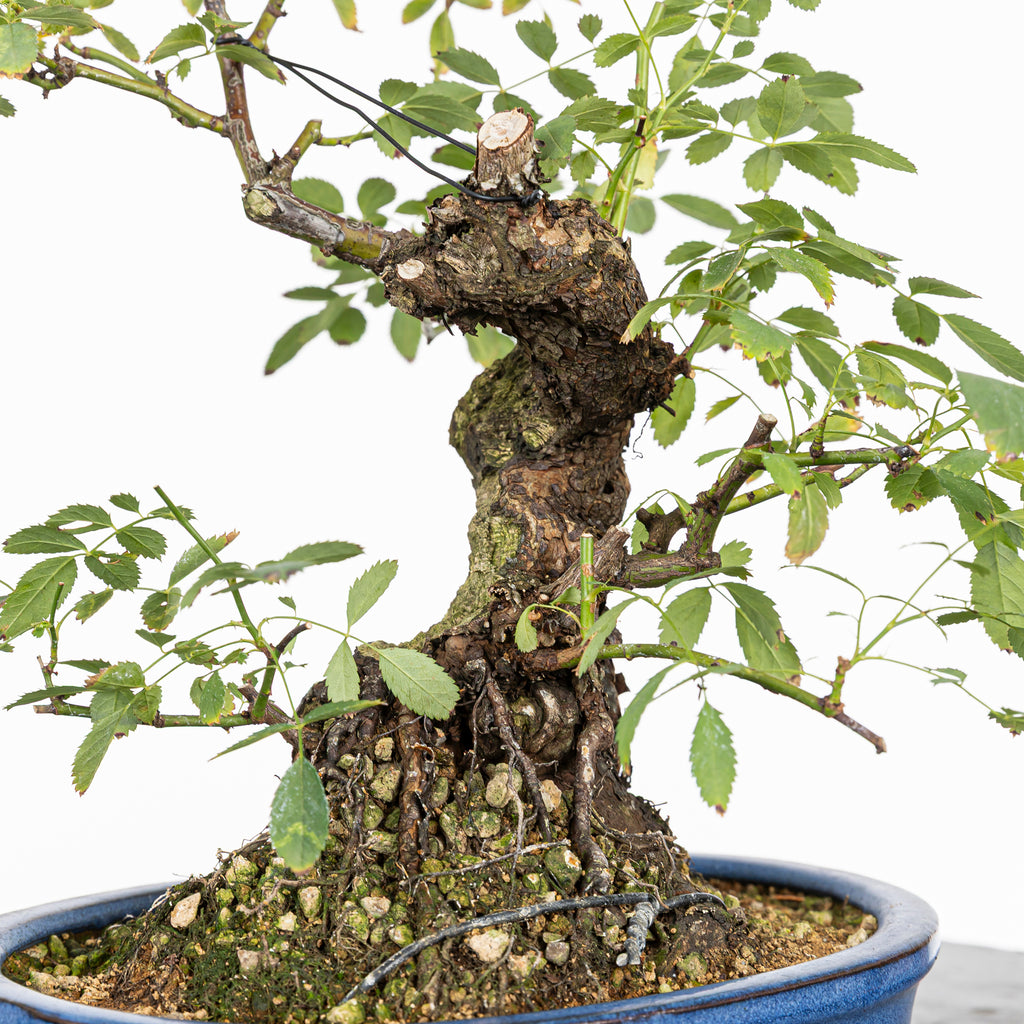 Bonsai "Rosal Sin Espinas" - Rosal Blanco -(Rosa var. Kew Gardens)