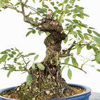 Bonsai "Rosal Sin Espinas" - Rosal Blanco -(Rosa var. Kew Gardens)