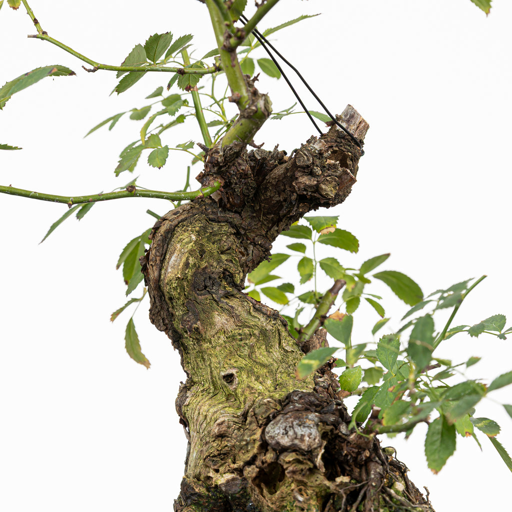 Bonsai "Rosal Sin Espinas" - Rosal Blanco -(Rosa var. Kew Gardens)