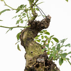 Bonsai "Rosal Sin Espinas" - Rosal Blanco -(Rosa var. Kew Gardens)