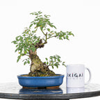 Bonsai "Rosal Sin Espinas" - Rosal Blanco -(Rosa var. Kew Gardens)