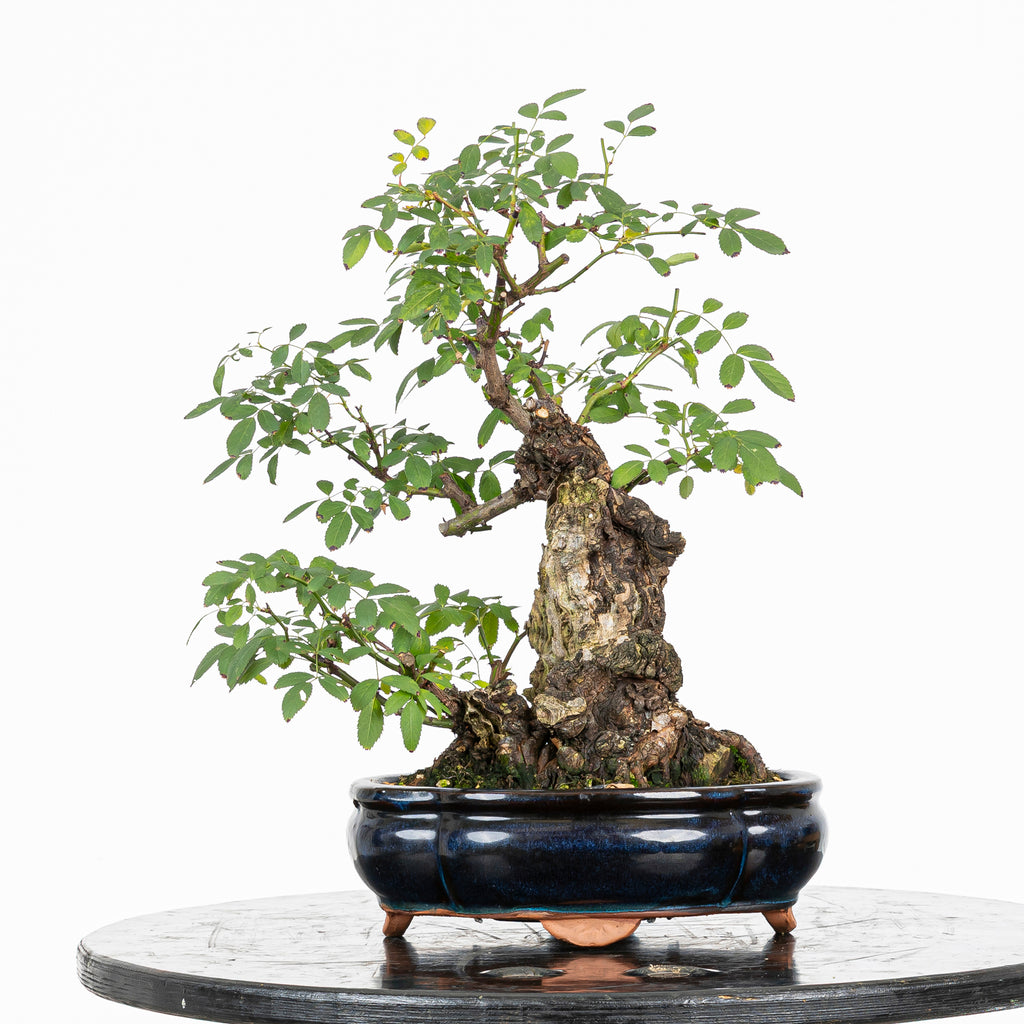 Bonsai "Rosal Kifu" - Rosal Blanco -(Rosa var. Kew Gardens)