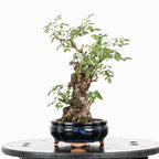 Bonsai "Rosal Kifu" - Rosal Blanco -(Rosa var. Kew Gardens)