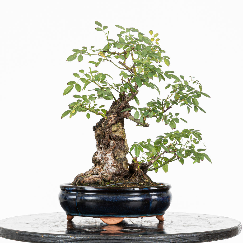 Bonsai "Rosal Kifu" - Rosal Blanco -(Rosa var. Kew Gardens)