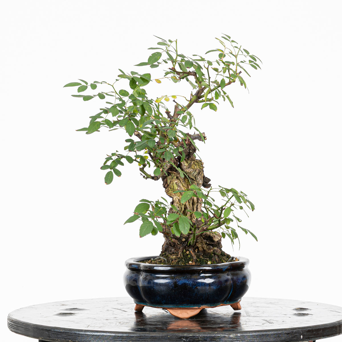Bonsai "Rosal Kifu" - Rosal Blanco -(Rosa var. Kew Gardens)