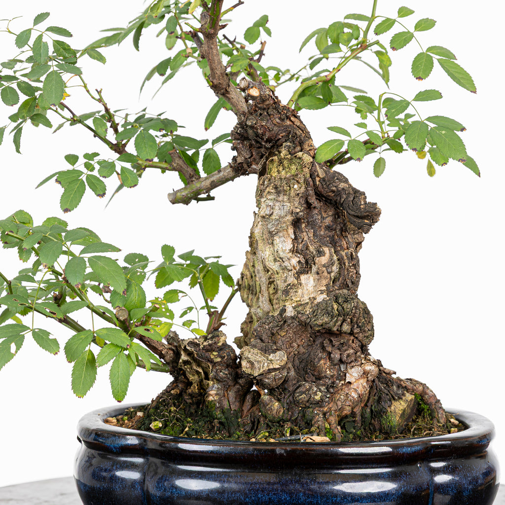 Bonsai "Rosal Kifu" - Rosal Blanco -(Rosa var. Kew Gardens)