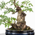 Bonsai "Rosal Kifu" - Rosal Blanco -(Rosa var. Kew Gardens)