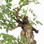Bonsai "Rosal Kifu" - Rosal Blanco -(Rosa var. Kew Gardens)