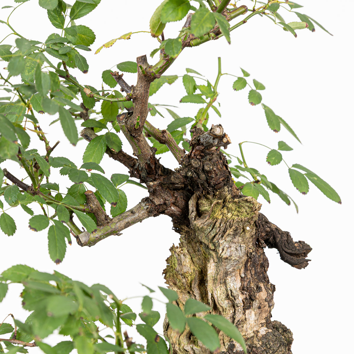 Bonsai "Rosal Kifu" - Rosal Blanco -(Rosa var. Kew Gardens)