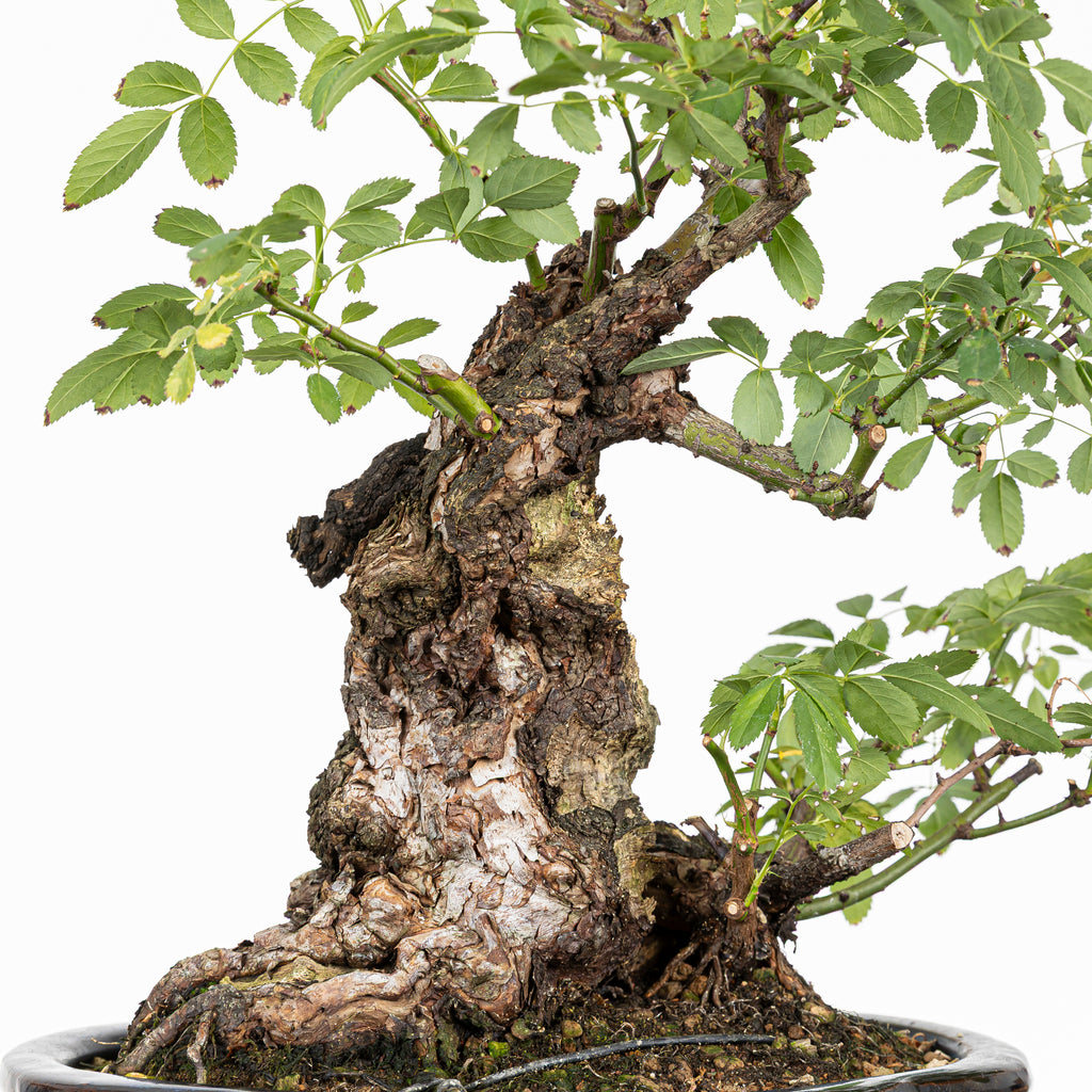 Bonsai "Rosal Kifu" - Rosal Blanco -(Rosa var. Kew Gardens)