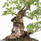 Bonsai "Rosal Kifu" - Rosal Blanco -(Rosa var. Kew Gardens)