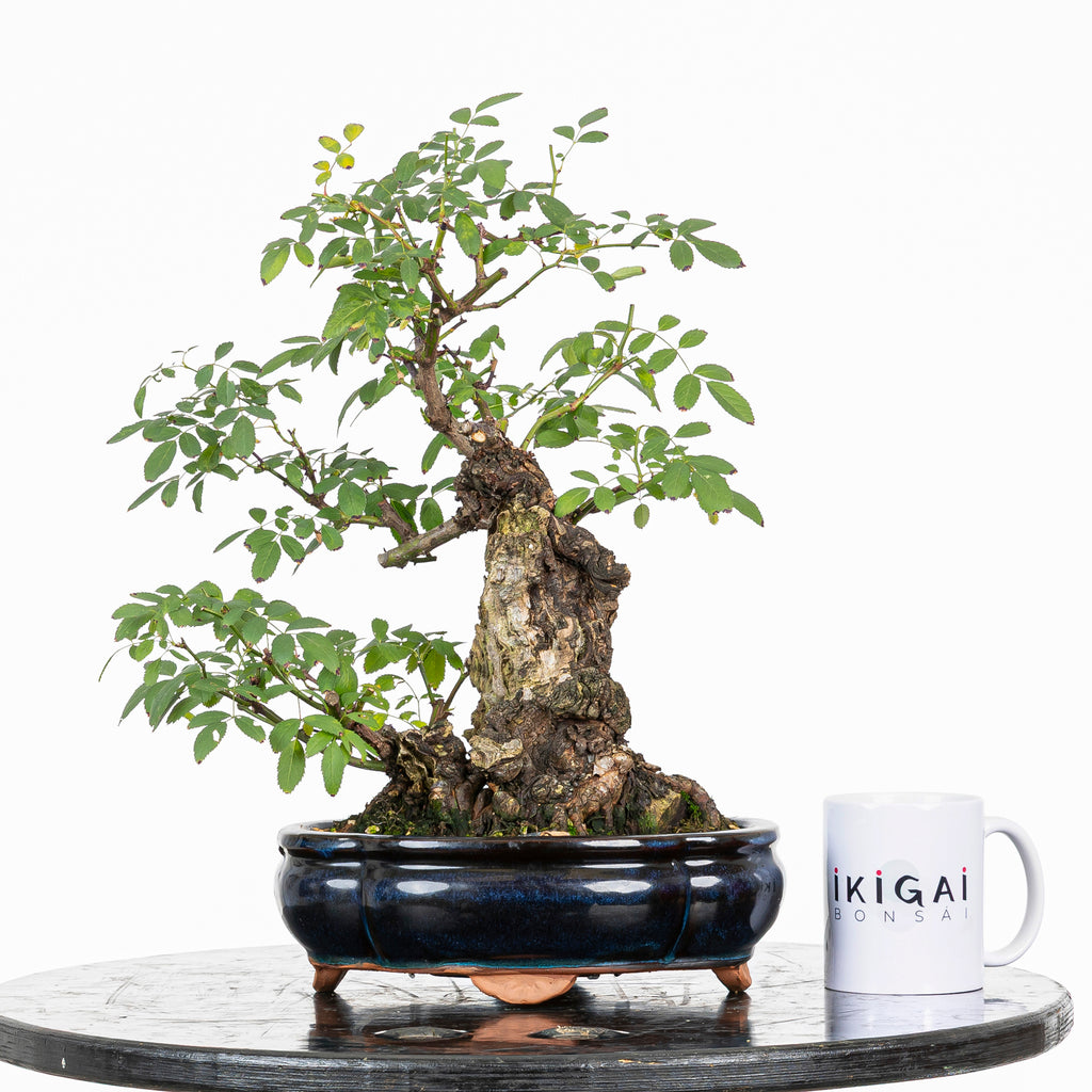 Bonsai "Rosal Kifu" - Rosal Blanco -(Rosa var. Kew Gardens)