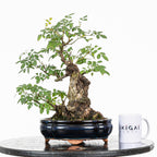 Bonsai "Rosal Kifu" - Rosal Blanco -(Rosa var. Kew Gardens)