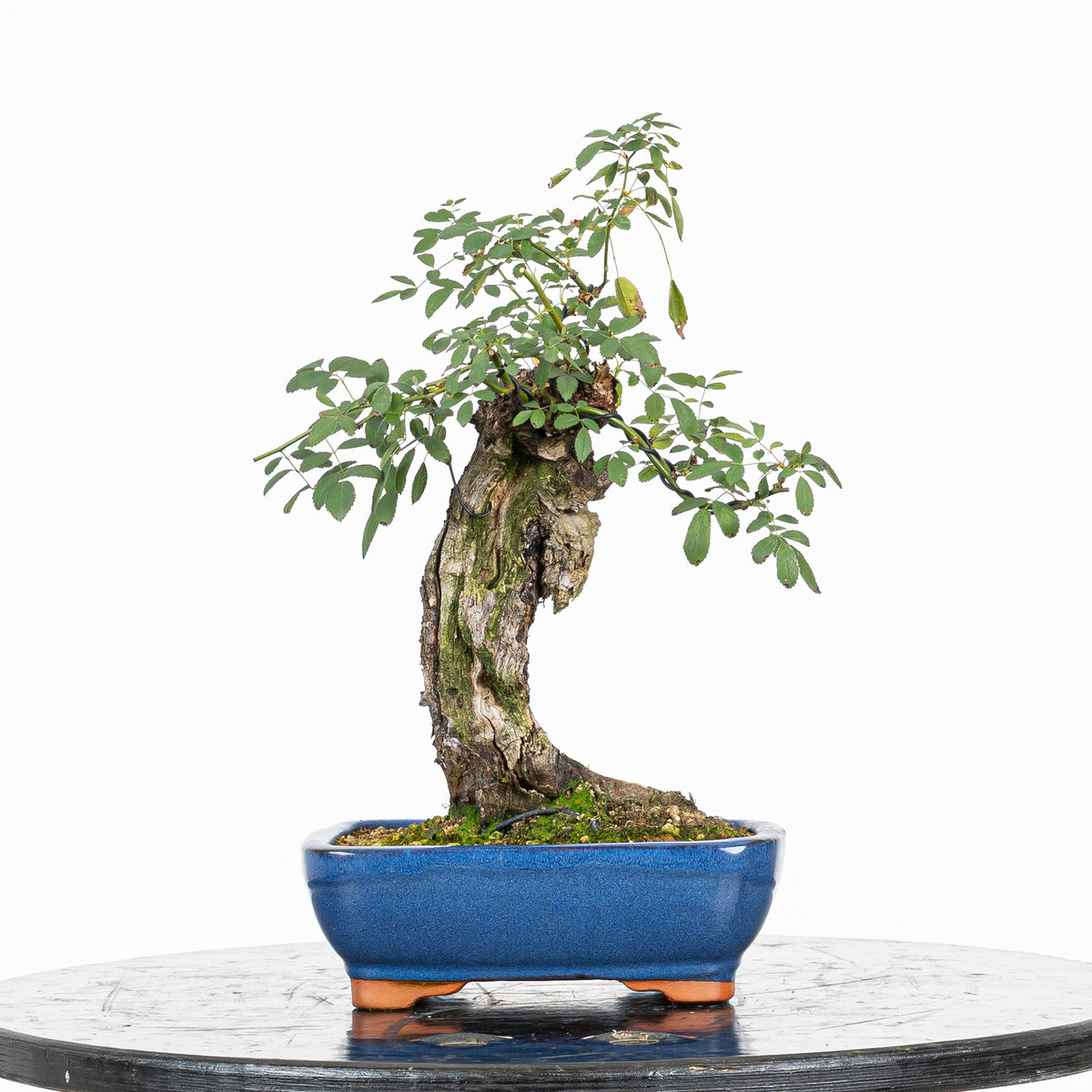 Bonsai "Rosal bunjin" - Rosal Blanco -(Rosa var. Kew Gardens)