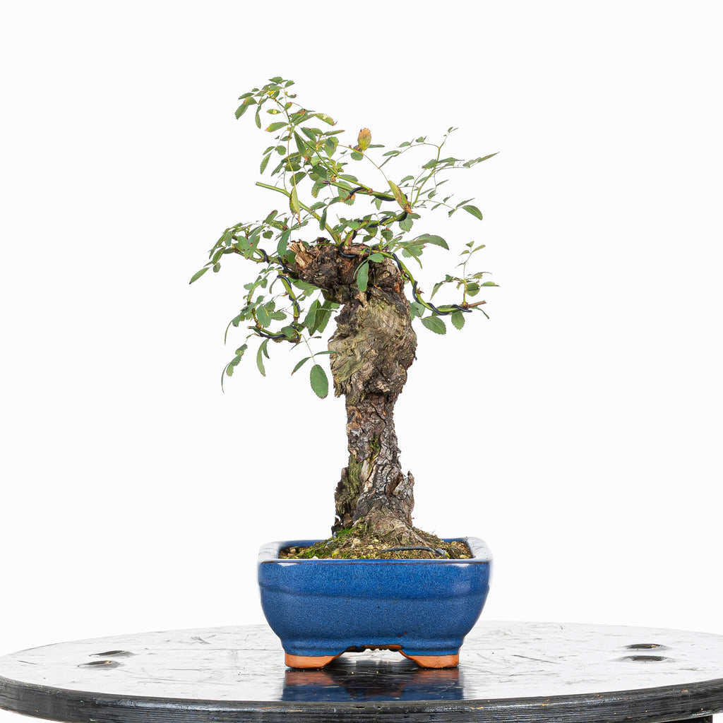 Bonsai "Rosal bunjin" - Rosal Blanco -(Rosa var. Kew Gardens)