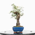 Bonsai "Rosal bunjin" - Rosal Blanco -(Rosa var. Kew Gardens)