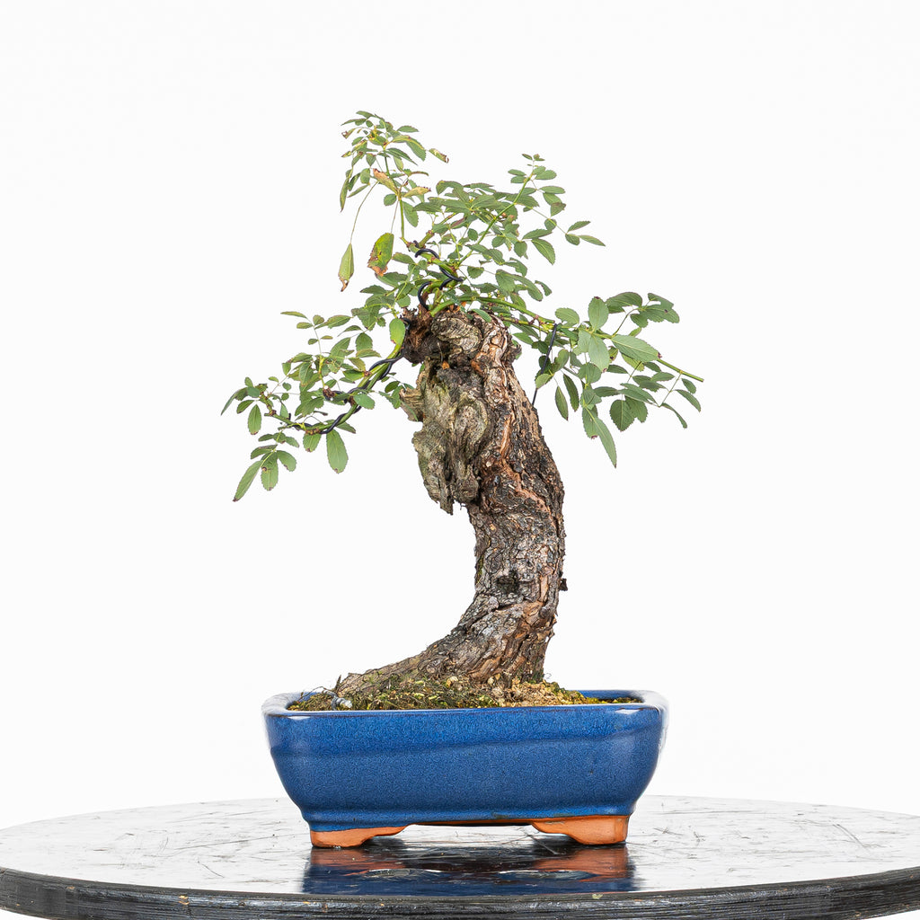 Bonsai "Rosal bunjin" - Rosal Blanco -(Rosa var. Kew Gardens)