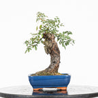 Bonsai "Rosal bunjin" - Rosal Blanco -(Rosa var. Kew Gardens)