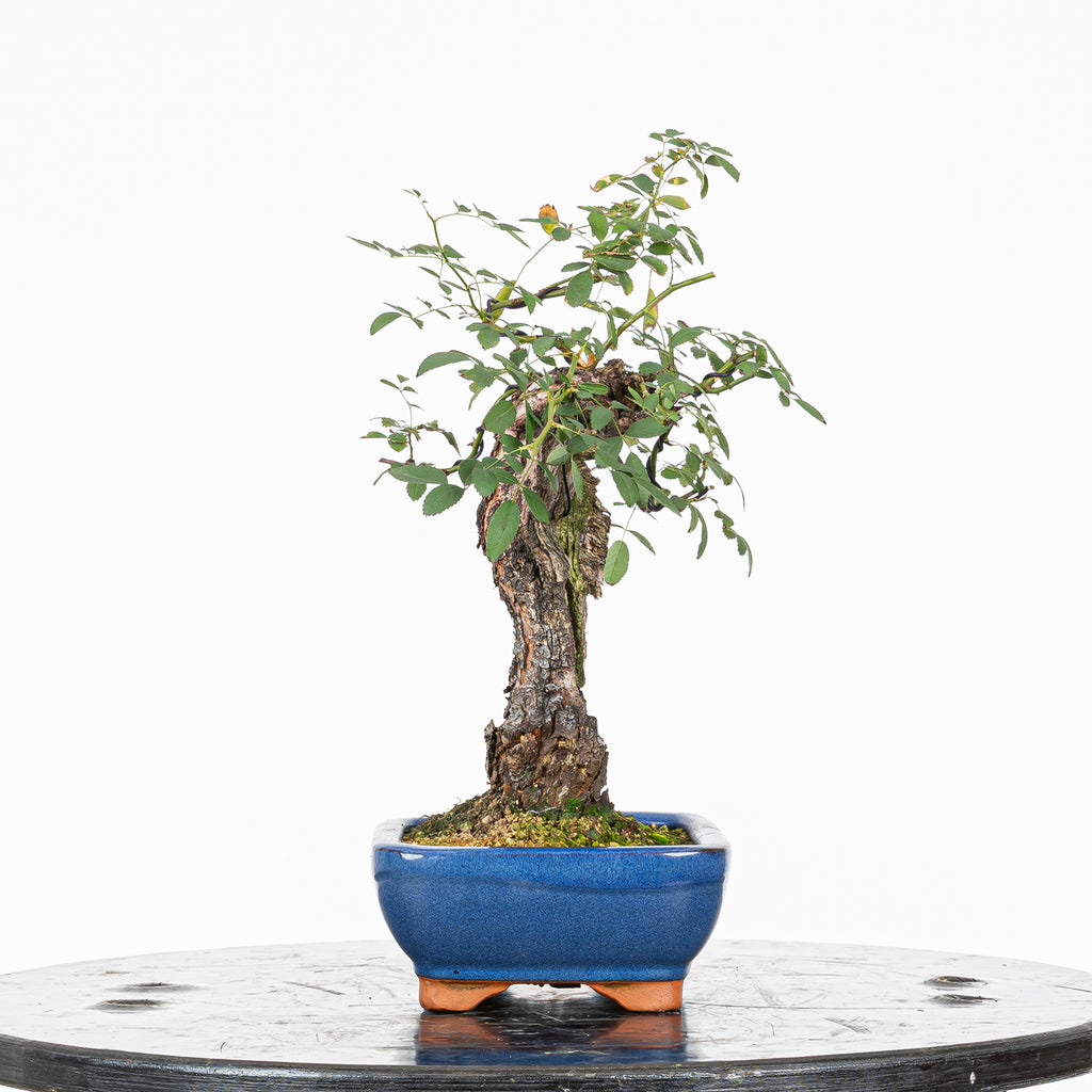 Bonsai "Rosal bunjin" - Rosal Blanco -(Rosa var. Kew Gardens)