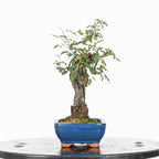 Bonsai "Rosal bunjin" - Rosal Blanco -(Rosa var. Kew Gardens)