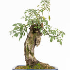 Bonsai "Rosal bunjin" - Rosal Blanco -(Rosa var. Kew Gardens)
