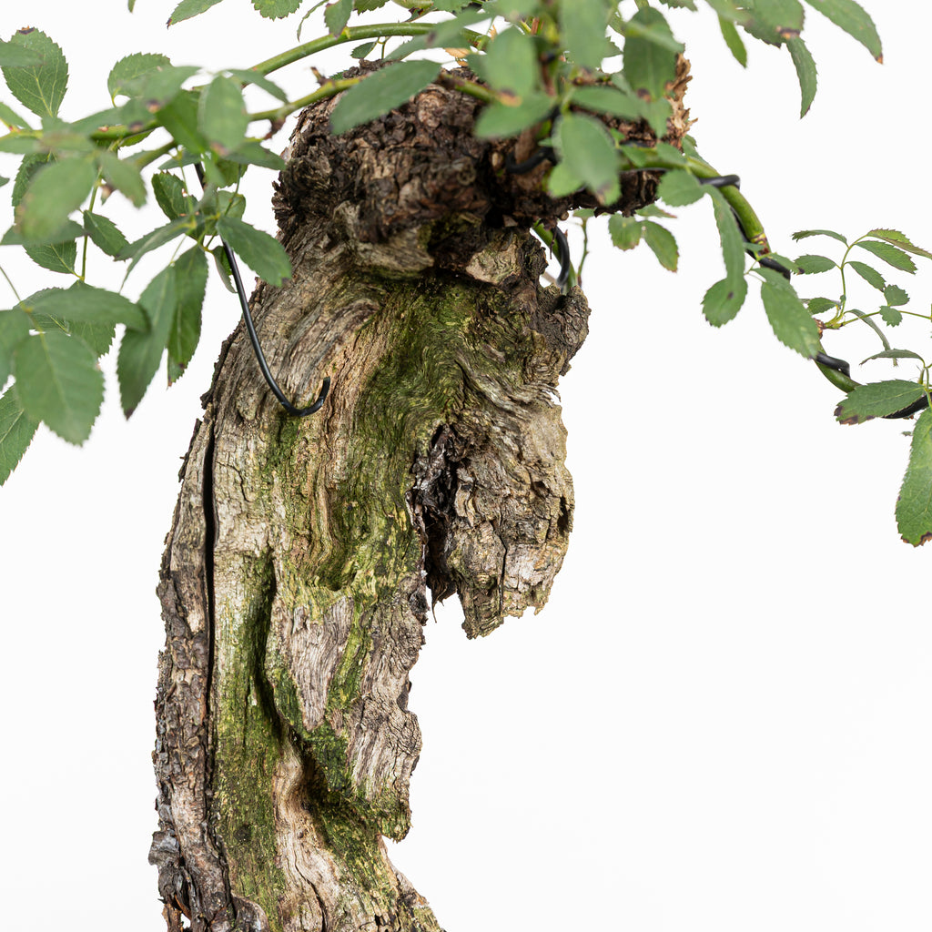 Bonsai "Rosal bunjin" - Rosal Blanco -(Rosa var. Kew Gardens)