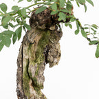 Bonsai "Rosal bunjin" - Rosal Blanco -(Rosa var. Kew Gardens)