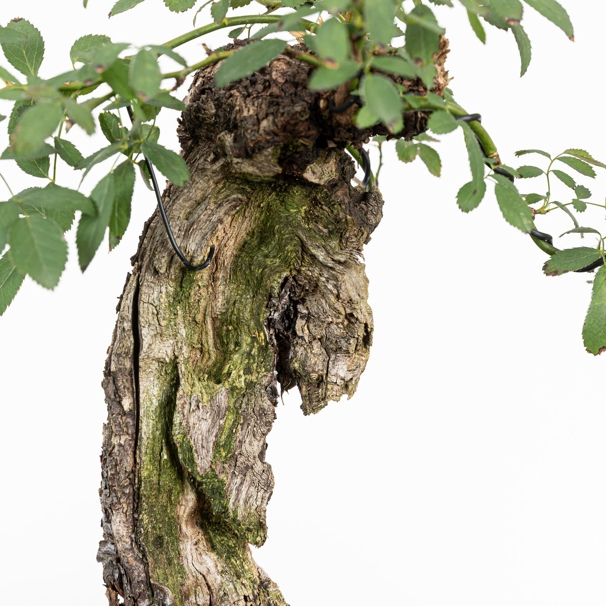 Bonsai "Rosal bunjin" - Rosal Blanco -(Rosa var. Kew Gardens)