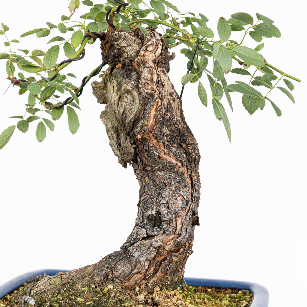 Bonsai "Rosal bunjin" - Rosal Blanco -(Rosa var. Kew Gardens)