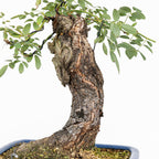 Bonsai "Rosal bunjin" - Rosal Blanco -(Rosa var. Kew Gardens)