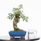 Bonsai "Rosal bunjin" - Rosal Blanco -(Rosa var. Kew Gardens)