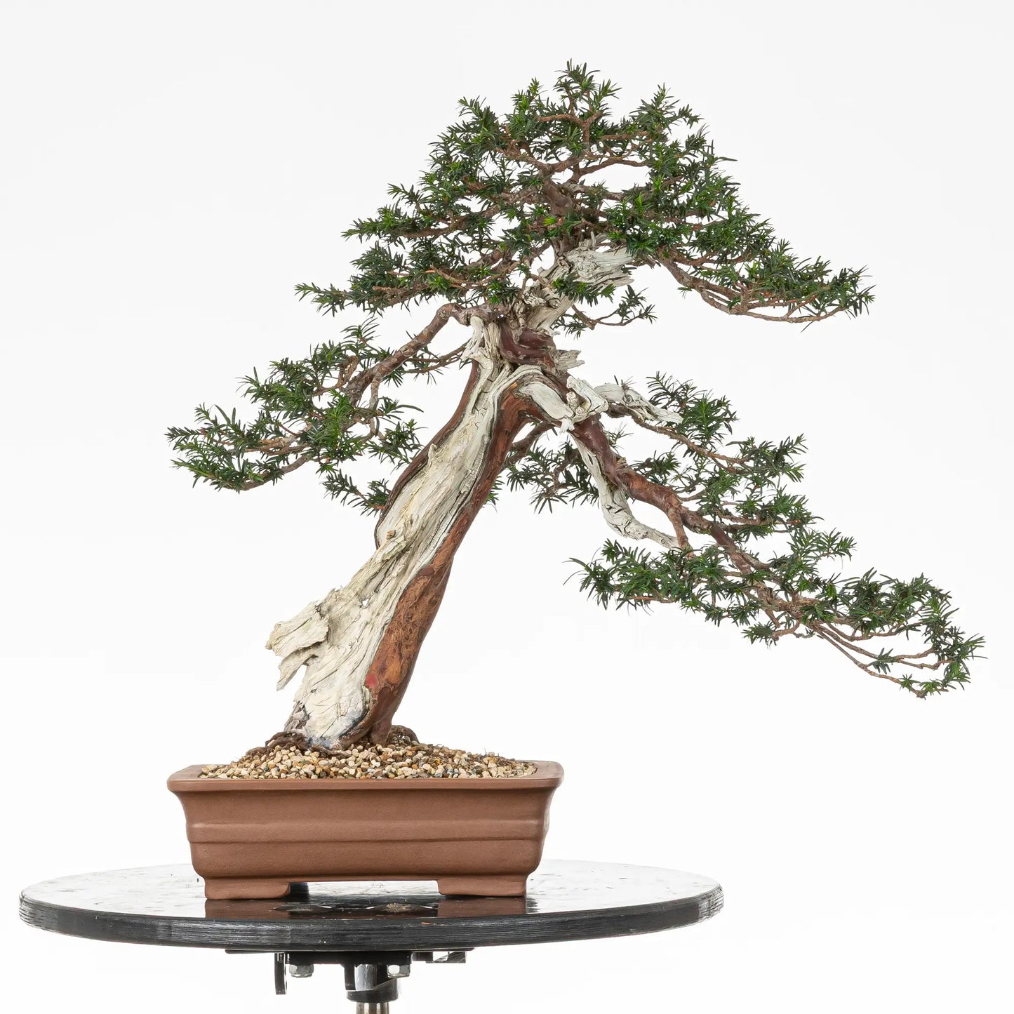 Bonsai de tejo maduro en estilo moyogi tamaño dai.